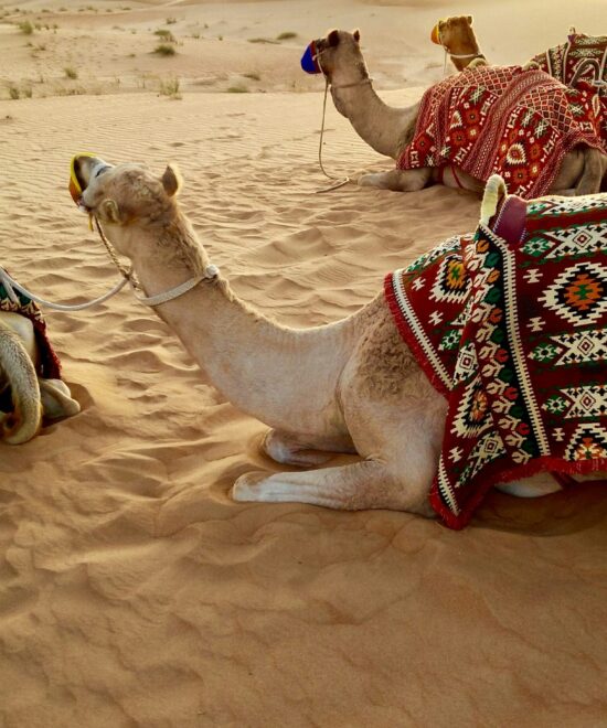 Popular Experiences in Dubai